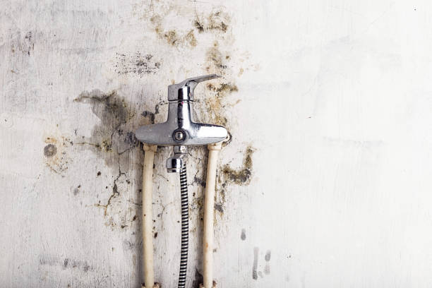 Best Best Mold Removal Companies  in Vla Grove, IL