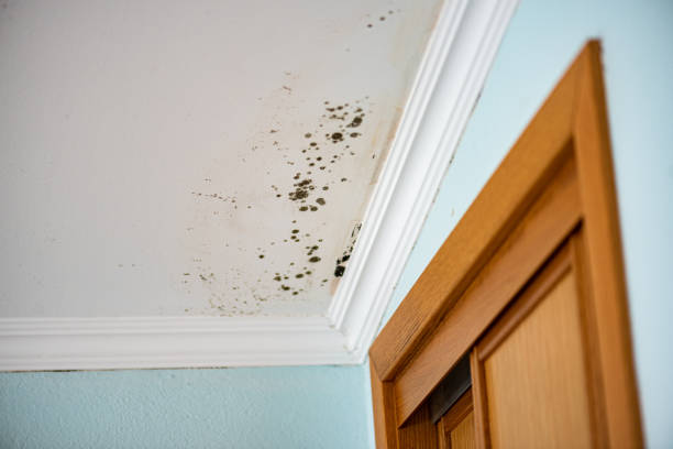 Best Black Mold Removal  in Vla Grove, IL