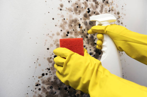 Reliable Villa Grove, IL Mold Removal Solutions
