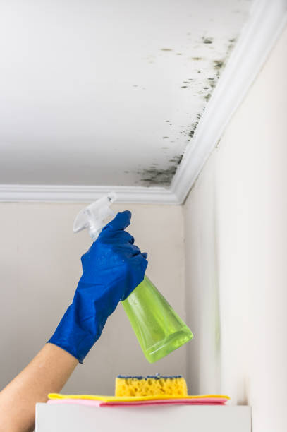 Best Mold Removal Company Near Me  in Vla Grove, IL