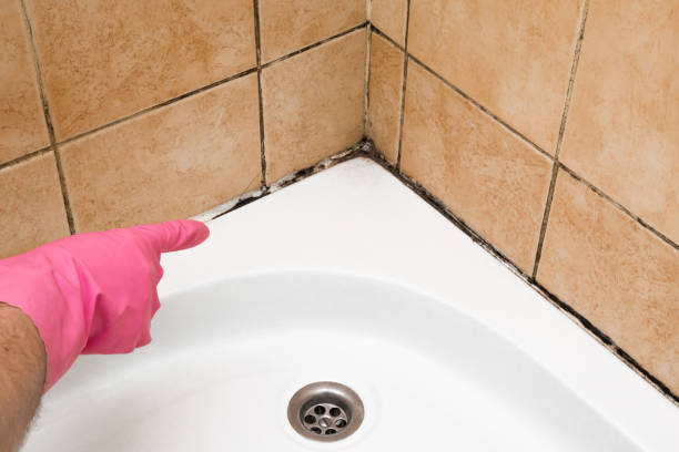 Best Fast Mold Removal  in Vla Grove, IL